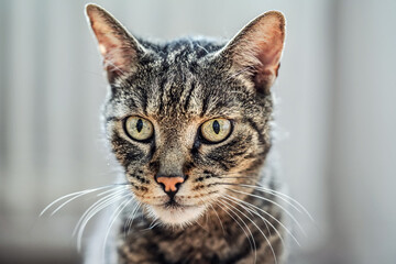 Gray brown tabby cat looking curiously, closeup detail on his head