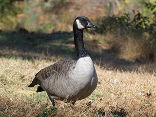 Canada goose (Branta canadensis) in autumnal scenery, Delaware and Raritan Canal State Park Trail, New Jersey, USA