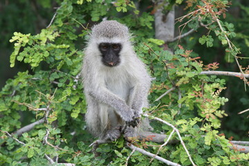 Vervet Monkey sat in a tree. Kruger National Park, South Africa.