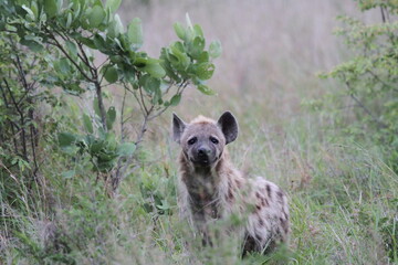 Spotted Hyena in the bush, Kruger National Park, South Africa.