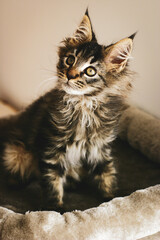 portrait of an adorable furry kitten relaxing at home