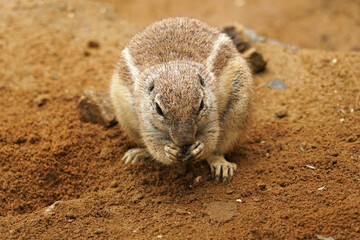 Obraz premium Cape ground squirrel (Xerus inauris) from South Africa holding fruit and eating on sandy ground