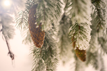 Fir branch on snow. Winter mood. Soon the New Year