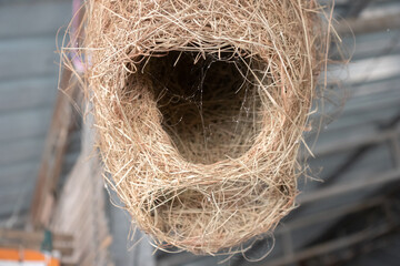 bird nest on a tree