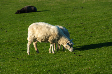 Obraz premium Sheep grazing on the dike near Elisabeth-Sophien-Koog