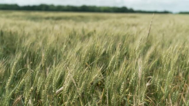 close up of wheat field