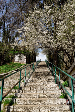 Bottom-up picture of outdoor stairs made of stone with green handrail. Beside it, there are beautiful trees with white flowers.