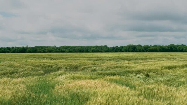 spring wheat against clouds