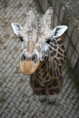 Fototapeta premium African Giraffe looking up, aerial view from terrace in zoo
