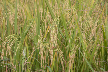 rice in the field
