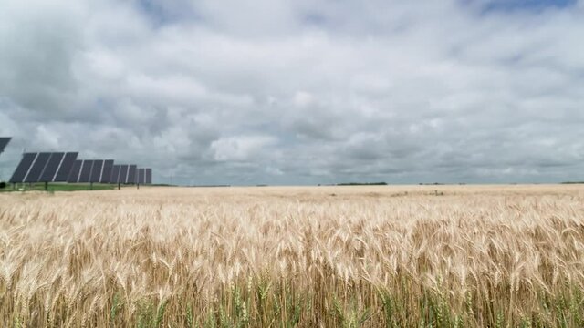 summer wheat field and solar panels
