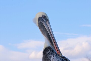 Pelican close up