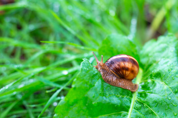 brown snail crawling on wet green leaf after rain, animals in nature