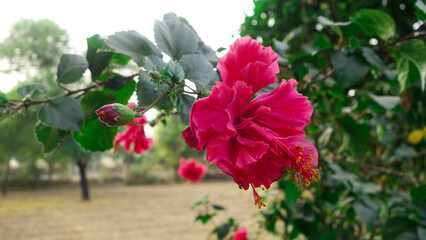 Pink Hibiscus flower flower known as gudhal flower in India. macro photography of red hibiscus' stamen and pistil with golden pollen grains in daytime