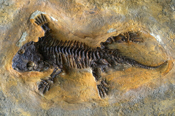 Skeleton fossil of prehistoric reptile in museum
