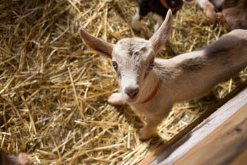 Fototapeta premium Kid Goat Alone in a Sunlit Barn