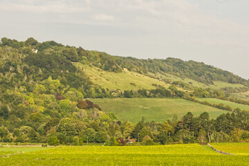 Vineyard and countryside in Surrey, England