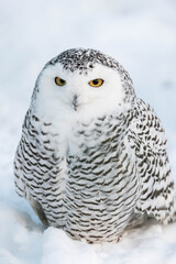 snowy owl
