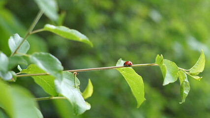 Lady bug or lady beetle (Coccinellidae) in red colour with black dots climbs on young spring green leaf