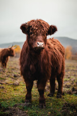 Close up portrait of furry Scottish Highland Cattle calf in cold weather - autumn time. Beautiful Highland Cattle standing on green pasture and looking to camera. Cute Scottish highland cattle.