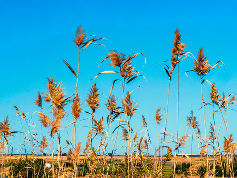 Juncos en un campo cercano al lago de Bornos en Cadiz