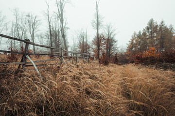 Fototapeta premium Beautiful autumn forest scene with the wooden fence and frozen grass on meadow. Misty and foggy forest in early morning with colorful leafs - autumn time. Moody meadow with fog over the forest.