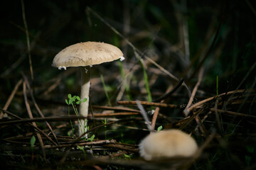 SMALL WILD MUSHROOMS IN THE FOREST