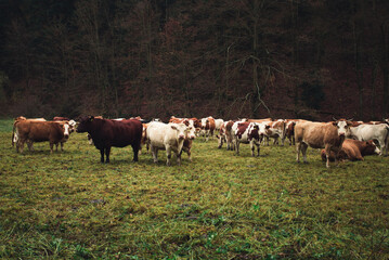 Naklejka premium Herd of beautiful cows on the pasture near the forest in moody and dark weather. Brown cows on the green pasture at evening - fall time. Portrait of cattle - farming concept.