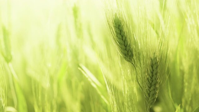 green wheat field in italy