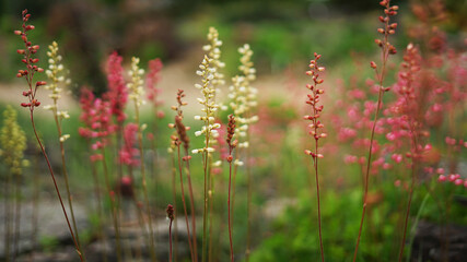 Colourful garden heather plant with blurred background concept