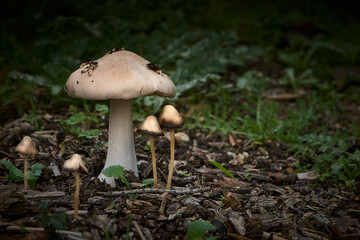 SMALL WILD MUSHROOMS IN THE FOREST