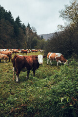 Fototapeta na wymiar Herd of beautiful cows on the pasture near the forest in moody and dark weather. Brown cows on the green pasture at evening - fall time. Portrait of cattle - farming concept.