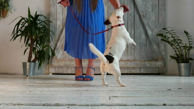Puppy with the woman's legs