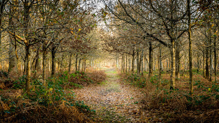 Fototapeta premium Leading line from a muddy path down an avenue of trees on an autumn day at Dunham Massey