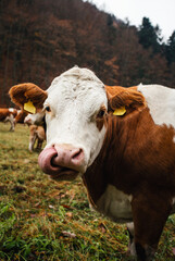 Herd of beautiful cows on the pasture near the forest in moody and dark weather. Brown cows on the green pasture at evening - fall time. Portrait of cattle - farming concept.