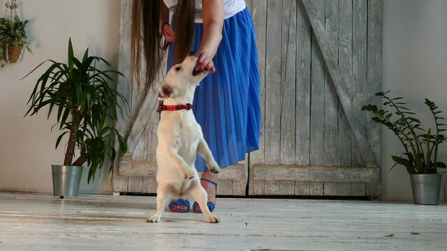 Puppy with the woman's legs