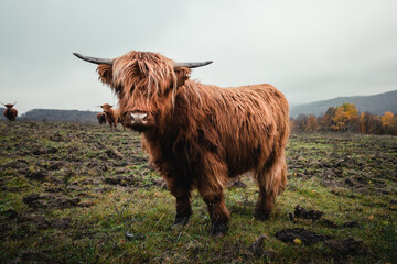 Close up portrait of furry Scottish Highland Cattle calf in cold weather - autumn time. Beautiful Highland Cattle standing on green pasture and looking to camera. Cute Scottish highland cattle. - obrazy, fototapety, plakaty