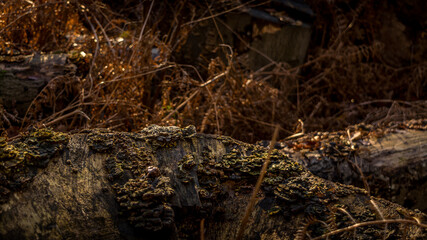 Fototapeta premium Fungus growing on a fallen tree on an autumn day at Dunham Massey