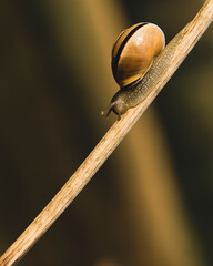 snail going down © ukasz