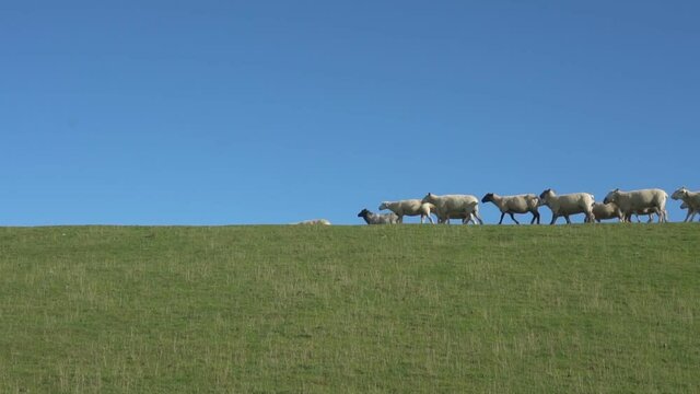 Schafe laufen hintereinander her auf einem Deich an der Nordseek&uuml;ste bei blauem Himmel