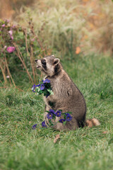 little raccoon holds blue artificial flowers in its paws while sitting on the green grass in summer