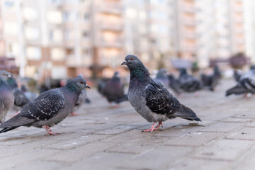 Dove black with gray flying in a park of paving stones,. Around the house, a flock of birds.