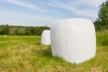Packed in white plastic polyethylene haystacks. Haystacks in PVC film packaging with modern technology on the green summer field for livestock feeding. Modern agricultural technologies.