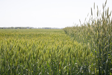 Obraz premium Green wheat in the field, almost ripe