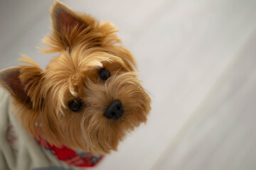 Dog portrait at home