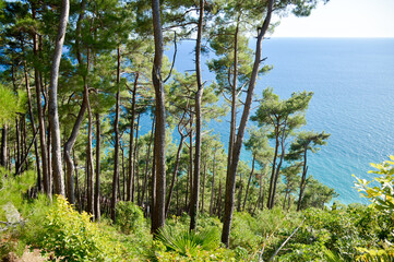 pine giants descend to the sea