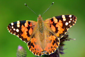 Distelfalter