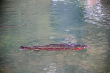 Forelle mit fehlenden Auge