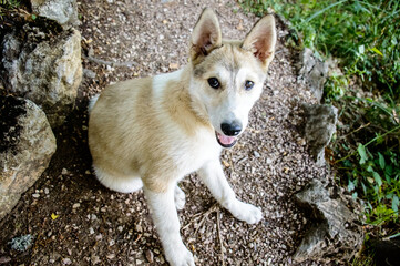 the little dog sat down to rest