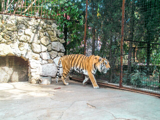 tiger in zoo
